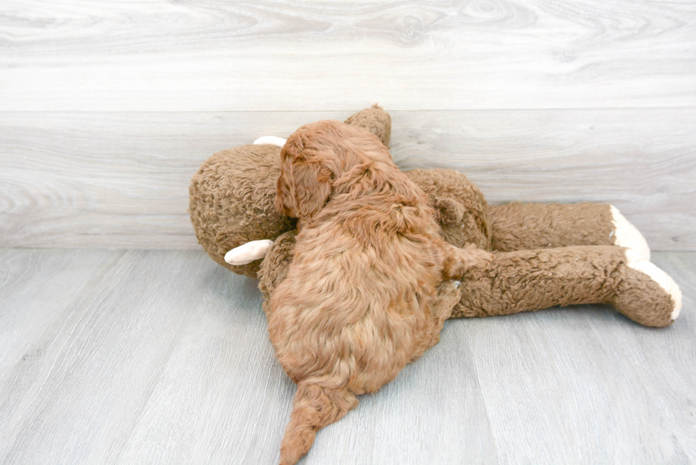 Small Mini Goldendoodle Baby