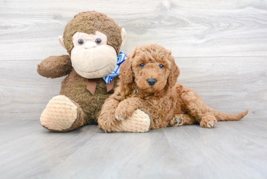 Funny Mini Goldendoodle Poodle Mix Pup