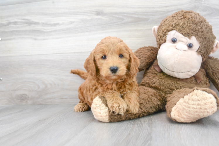 Funny Mini Goldendoodle Poodle Mix Pup