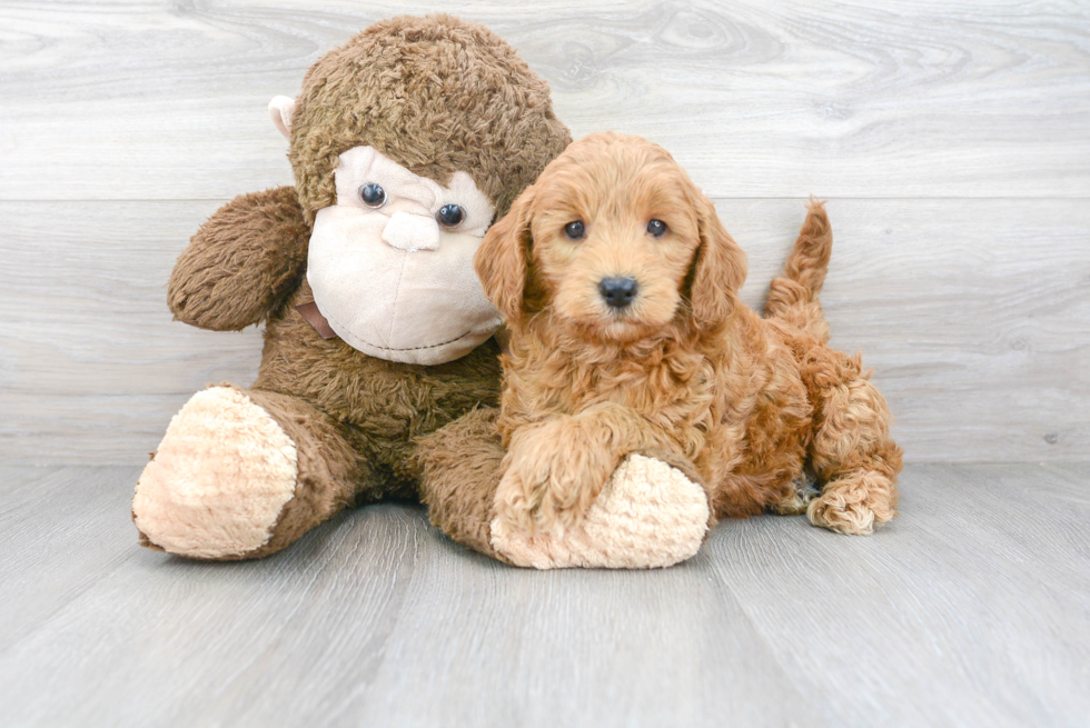 Little Golden Retriever Poodle Mix Puppy