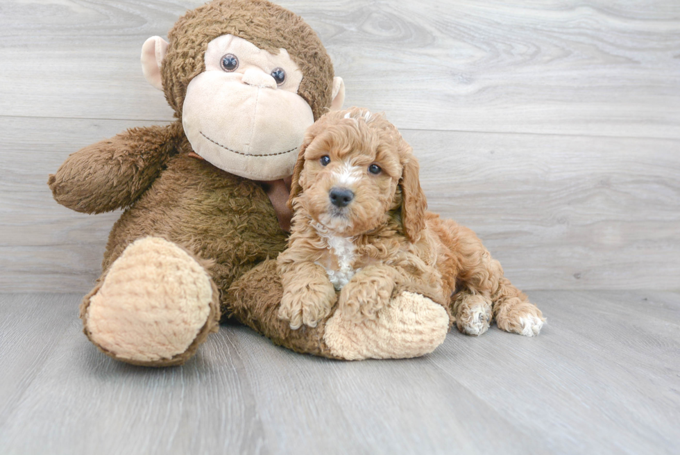 Mini Goldendoodle Puppy for Adoption