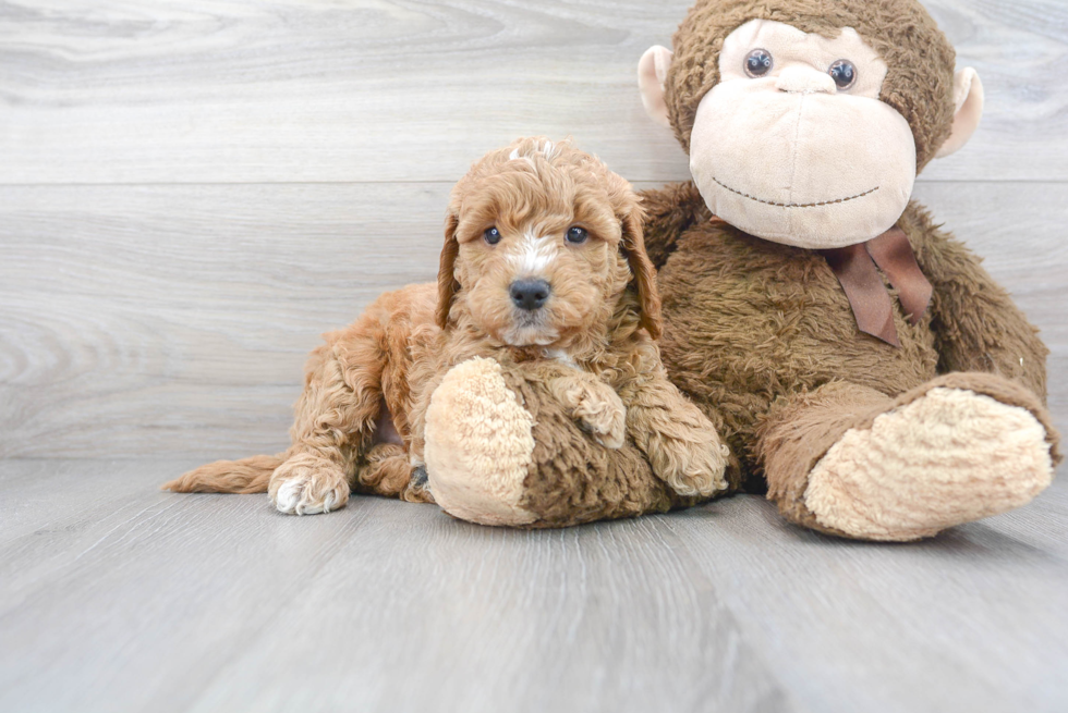 Mini Goldendoodle Puppy for Adoption