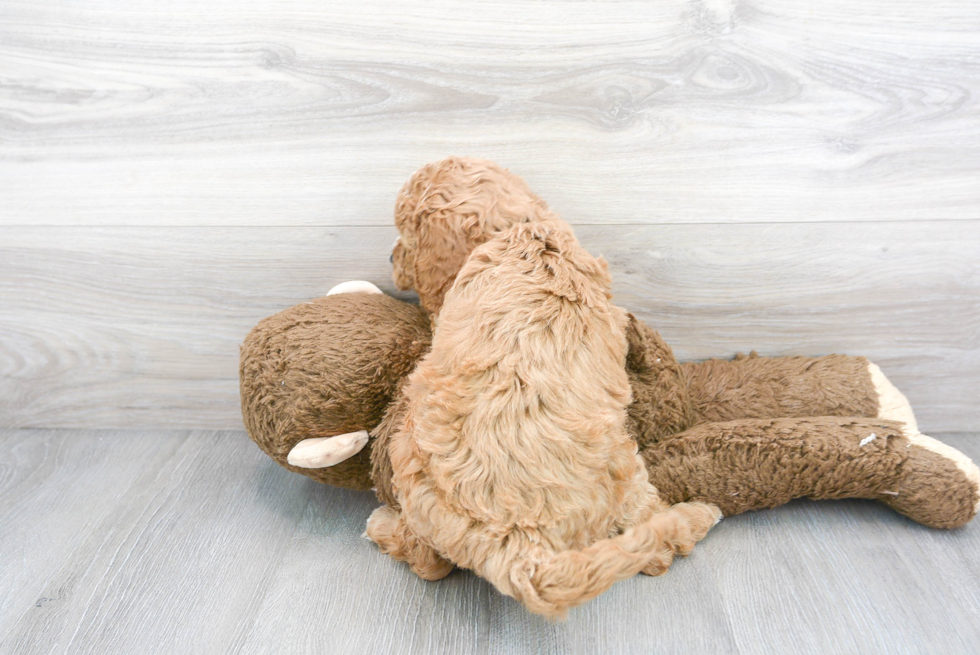 Cute Mini Goldendoodle Baby