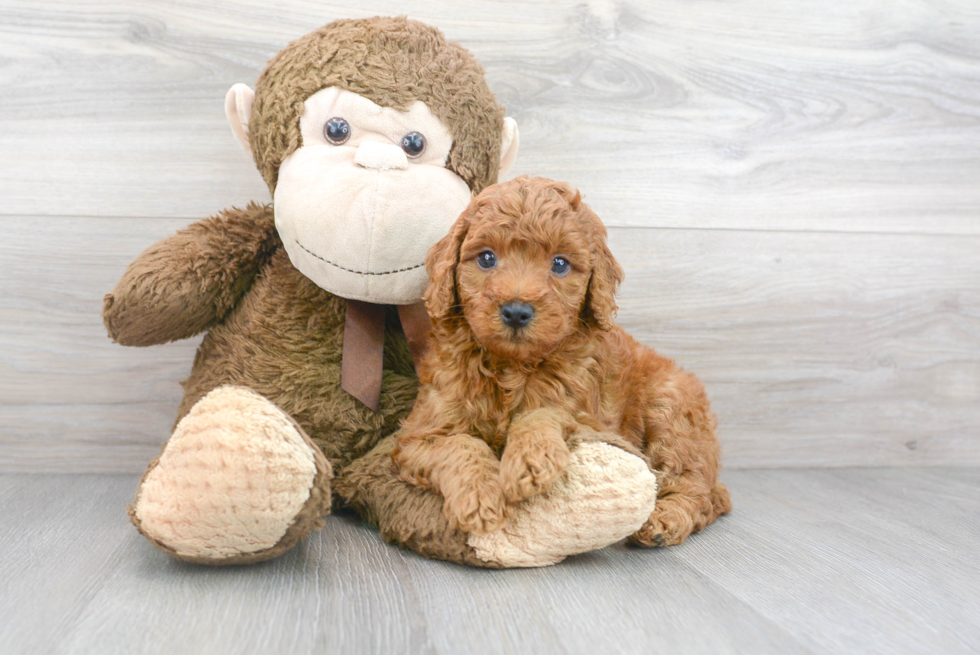 Best Mini Goldendoodle Baby