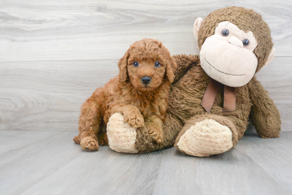 Mini Goldendoodle Pup Being Cute