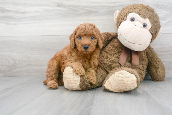 Mini Goldendoodle Pup Being Cute