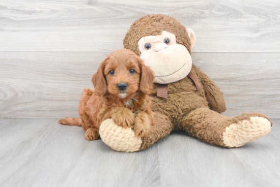 Funny Mini Goldendoodle Poodle Mix Pup