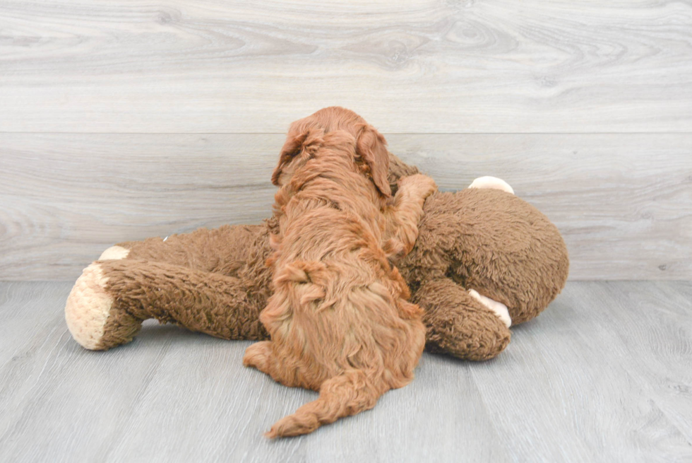 Fluffy Mini Goldendoodle Poodle Mix Pup