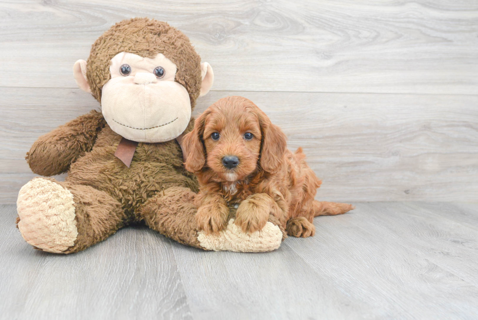 Best Mini Goldendoodle Baby