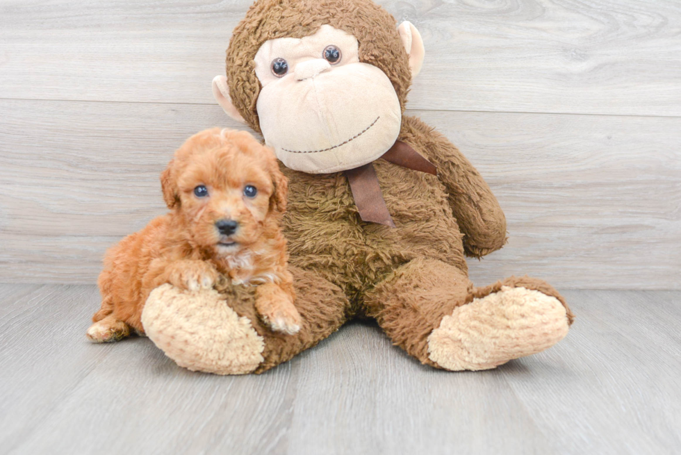 Small Mini Goldendoodle Baby