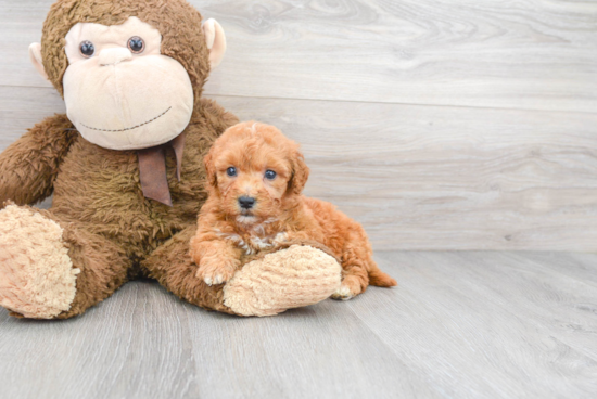 Mini Goldendoodle Puppy for Adoption