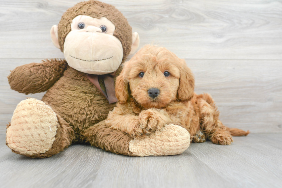 Petite Mini Goldendoodle Poodle Mix Pup