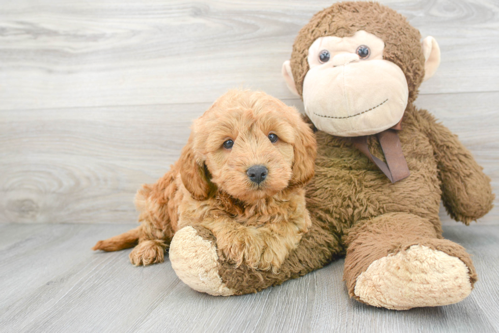 Mini Goldendoodle Puppy for Adoption