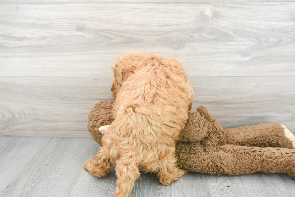 Mini Goldendoodle Pup Being Cute