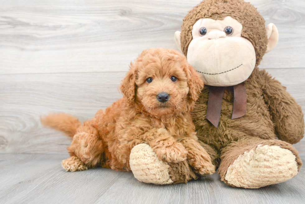 Energetic Golden Retriever Poodle Mix Puppy