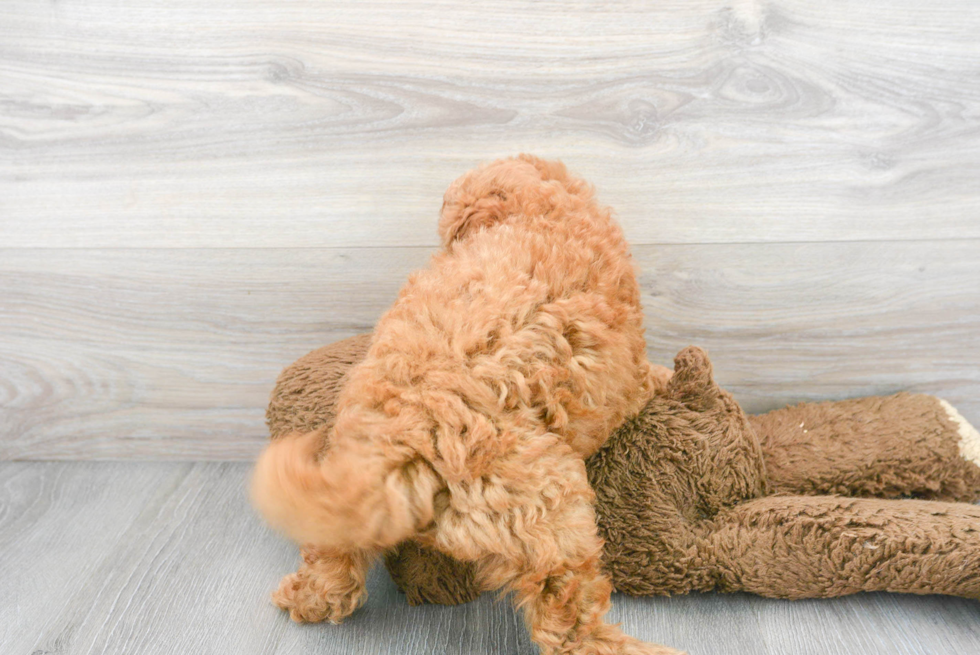 Playful Golden Retriever Poodle Mix Puppy