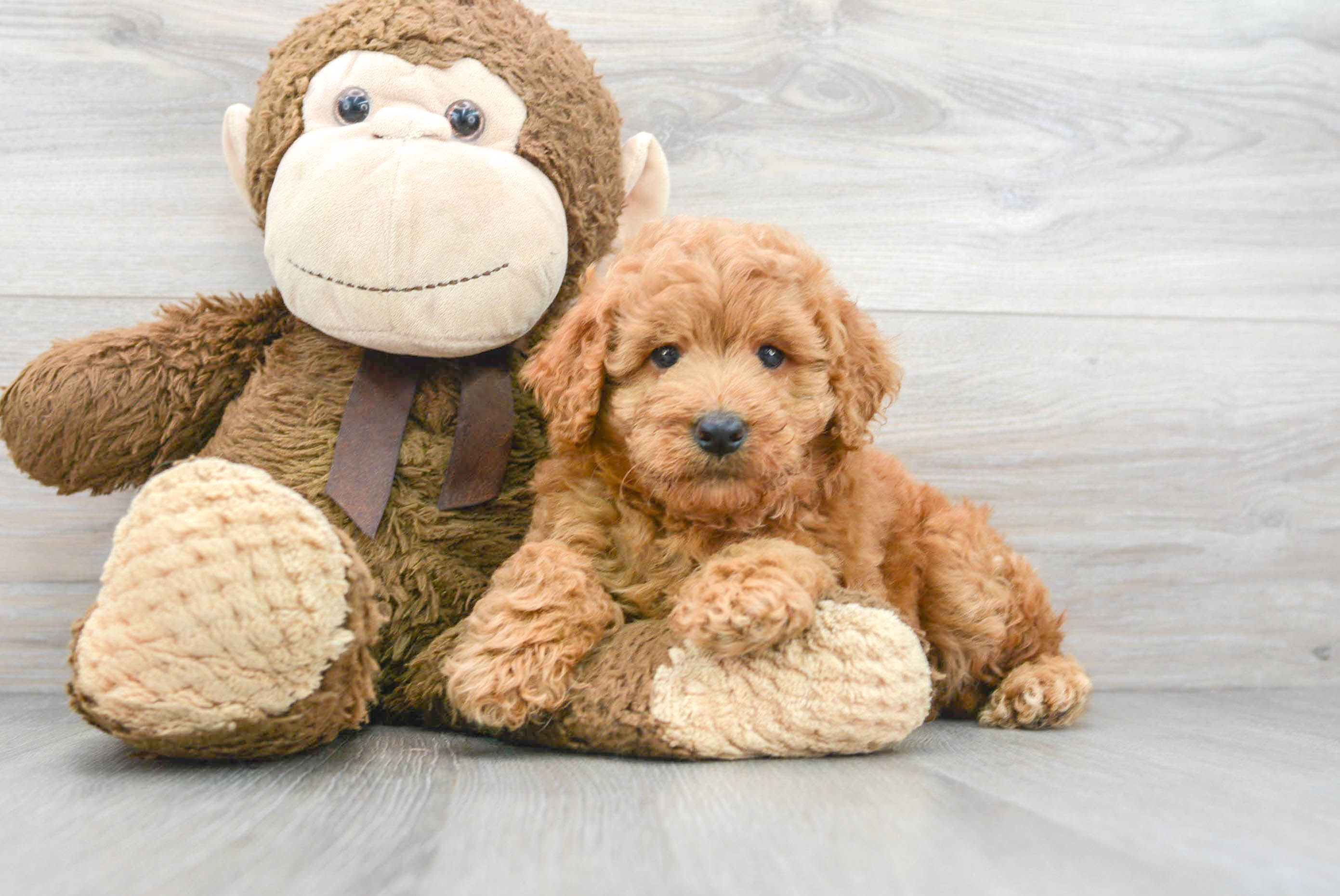 Mini Goldendoodle Puppy for Adoption