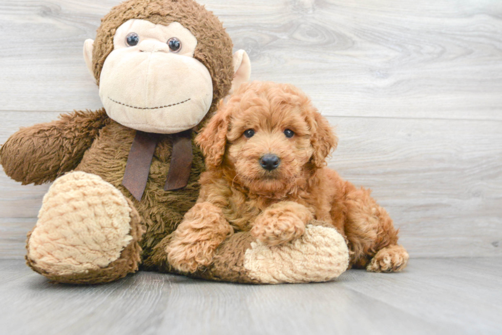 Mini Goldendoodle Puppy for Adoption