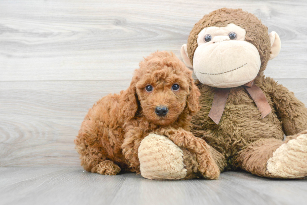 Friendly Mini Goldendoodle Baby