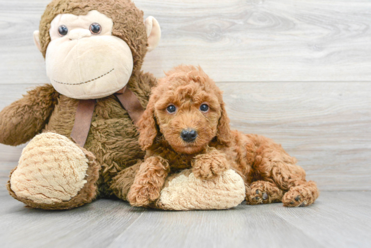 Best Mini Goldendoodle Baby