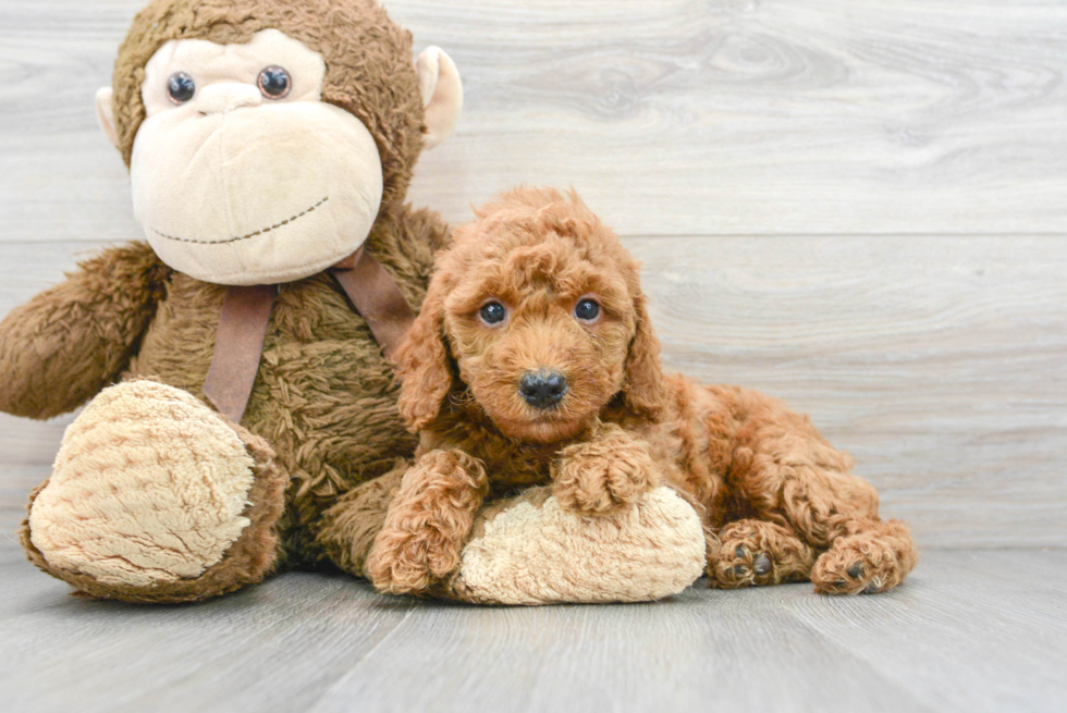 Best Mini Goldendoodle Baby