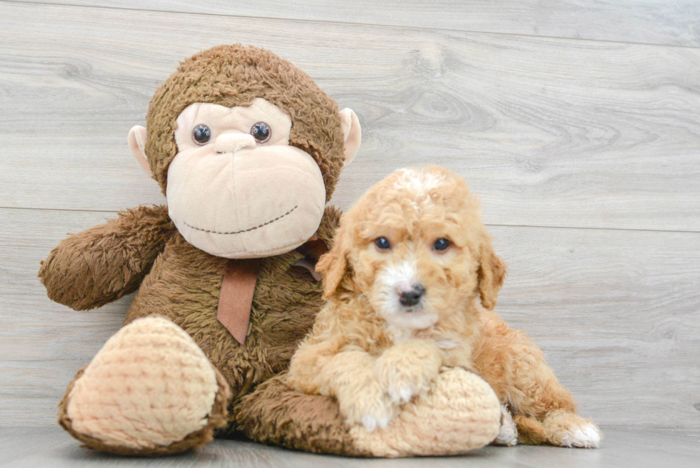 Energetic Golden Retriever Poodle Mix Puppy