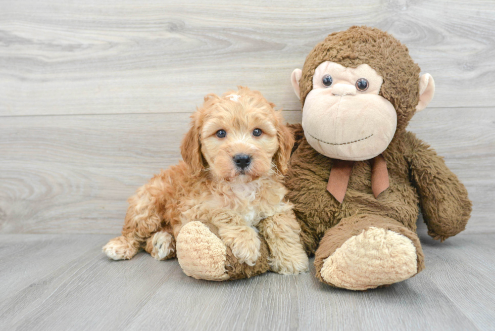 Mini Goldendoodle Puppy for Adoption