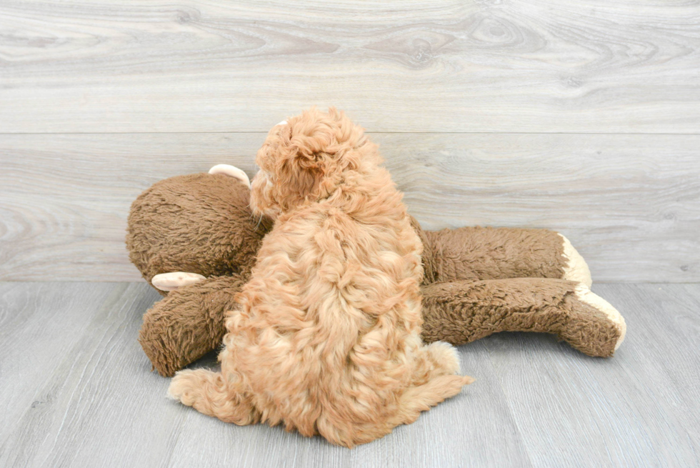 Small Mini Goldendoodle Baby