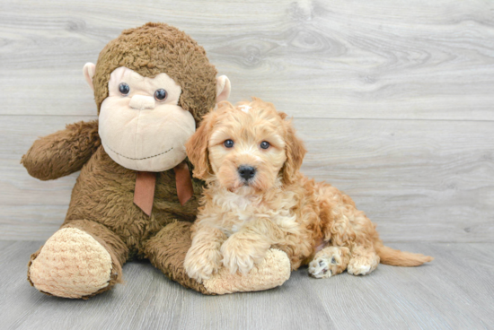 Best Mini Goldendoodle Baby