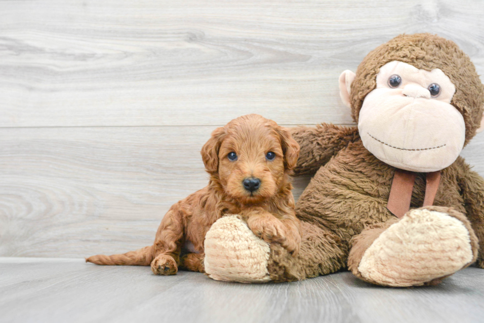 Mini Goldendoodle Pup Being Cute