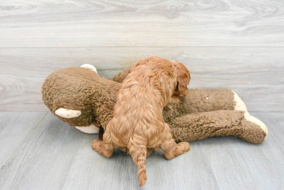 Sweet Mini Goldendoodle Baby