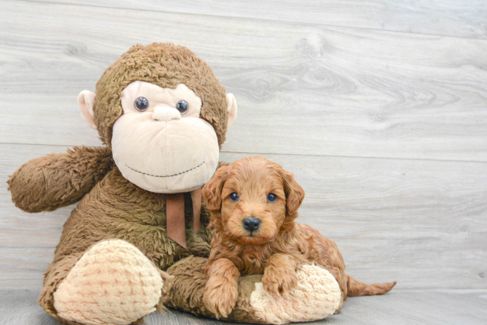 Smart Mini Goldendoodle Poodle Mix Pup