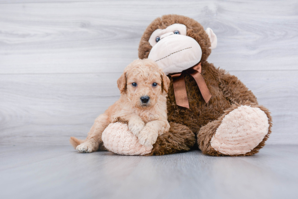 Friendly Mini Goldendoodle Baby