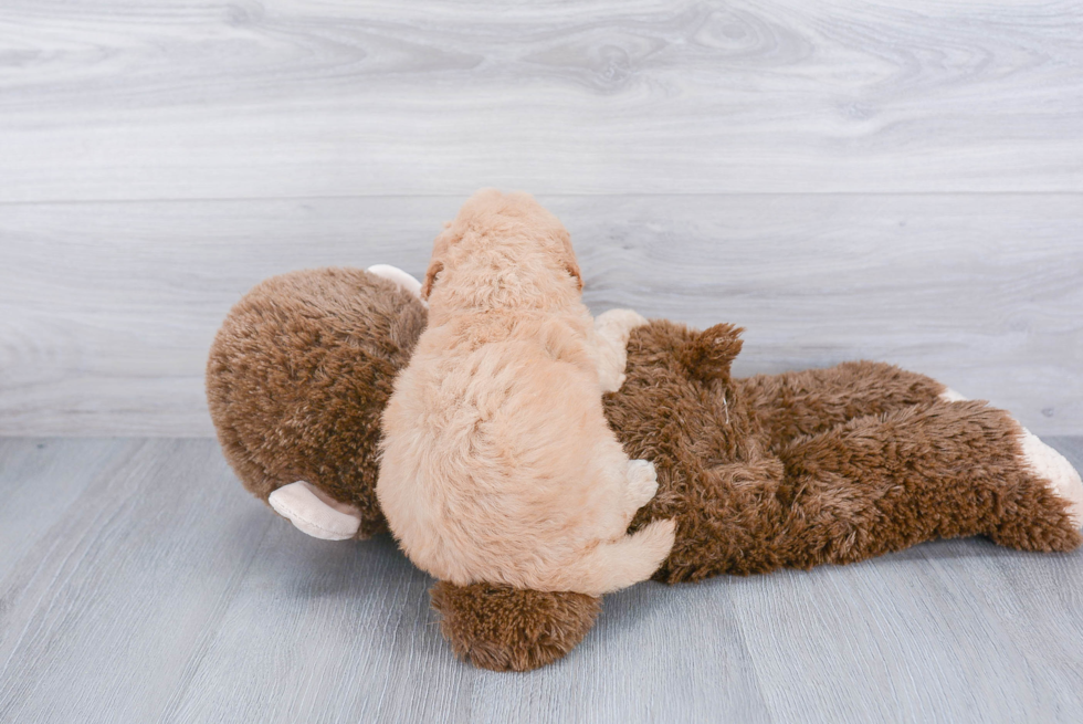 Adorable Golden Retriever Poodle Mix Puppy