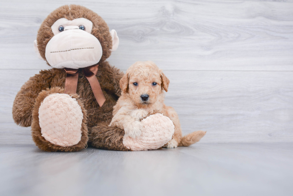 Mini Goldendoodle Puppy for Adoption