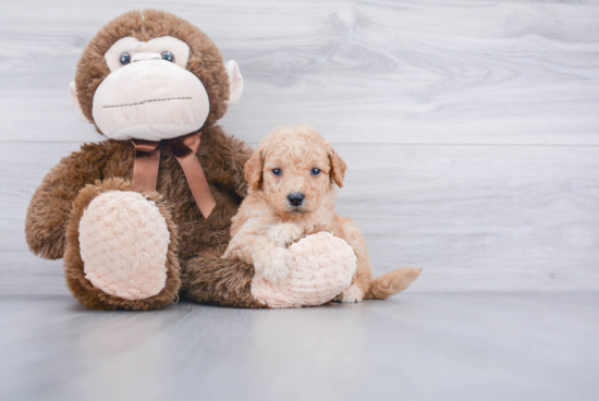 Mini Goldendoodle Puppy for Adoption