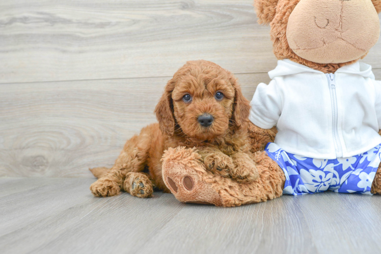 Little Golden Retriever Poodle Mix Puppy