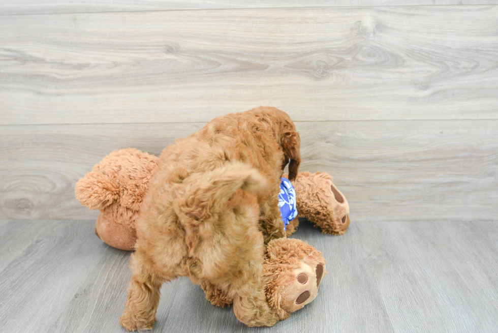 Happy Mini Goldendoodle Baby