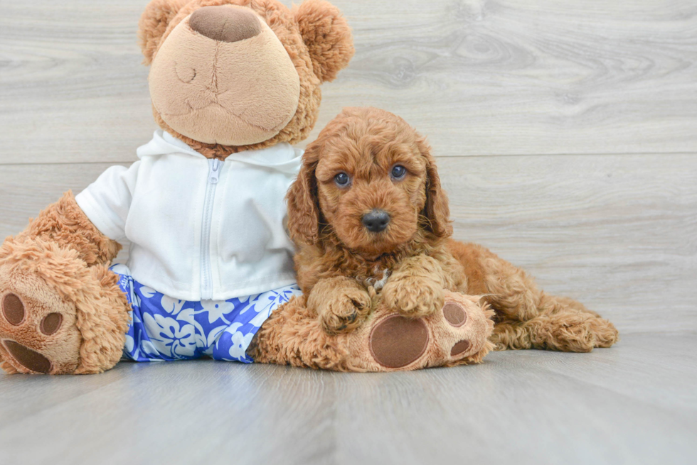 Smart Mini Goldendoodle Poodle Mix Pup