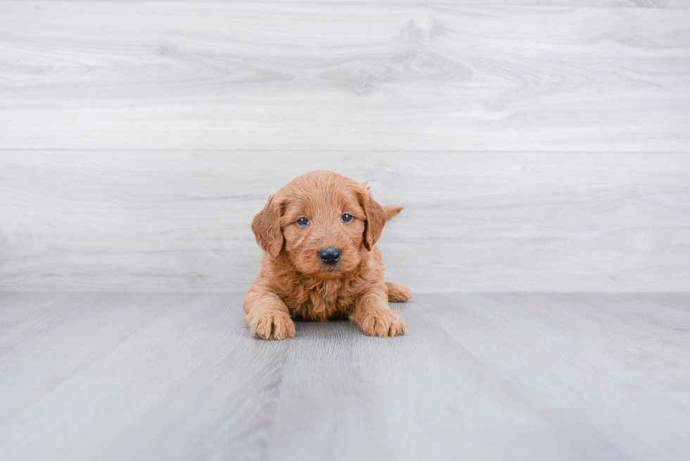 Mini Goldendoodle Puppy for Adoption