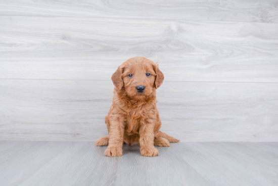 Mini Goldendoodle Puppy for Adoption