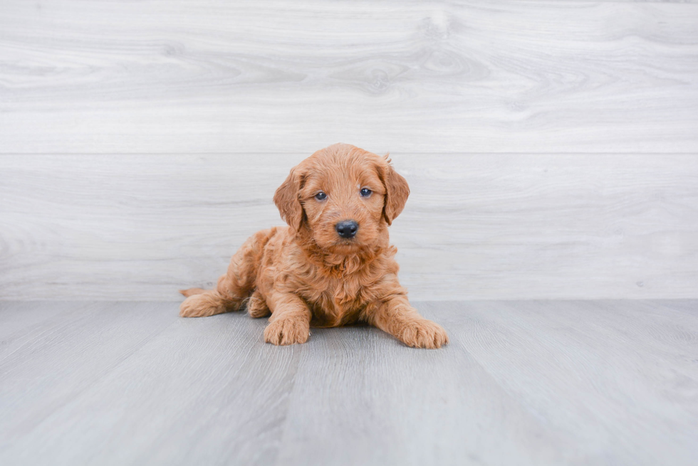 Popular Mini Goldendoodle Poodle Mix Pup