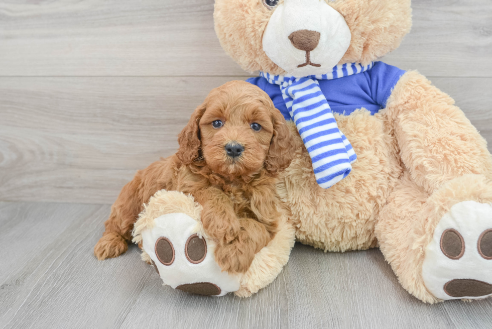 Sweet Mini Goldendoodle Baby