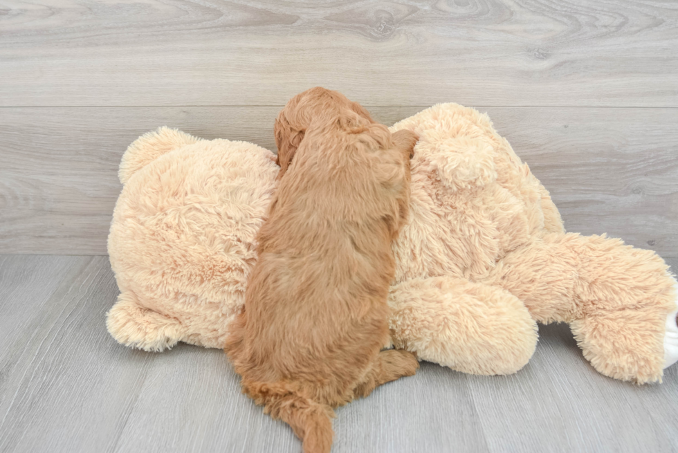 Mini Goldendoodle Pup Being Cute