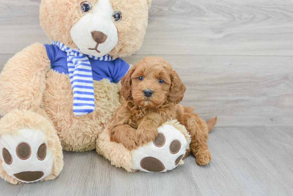 Hypoallergenic Golden Retriever Poodle Mix Puppy