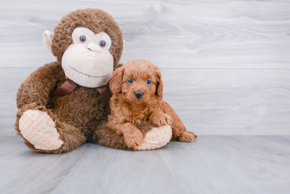 Best Mini Goldendoodle Baby