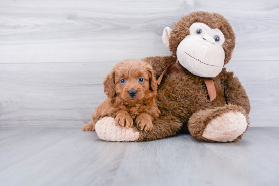 Best Mini Goldendoodle Baby