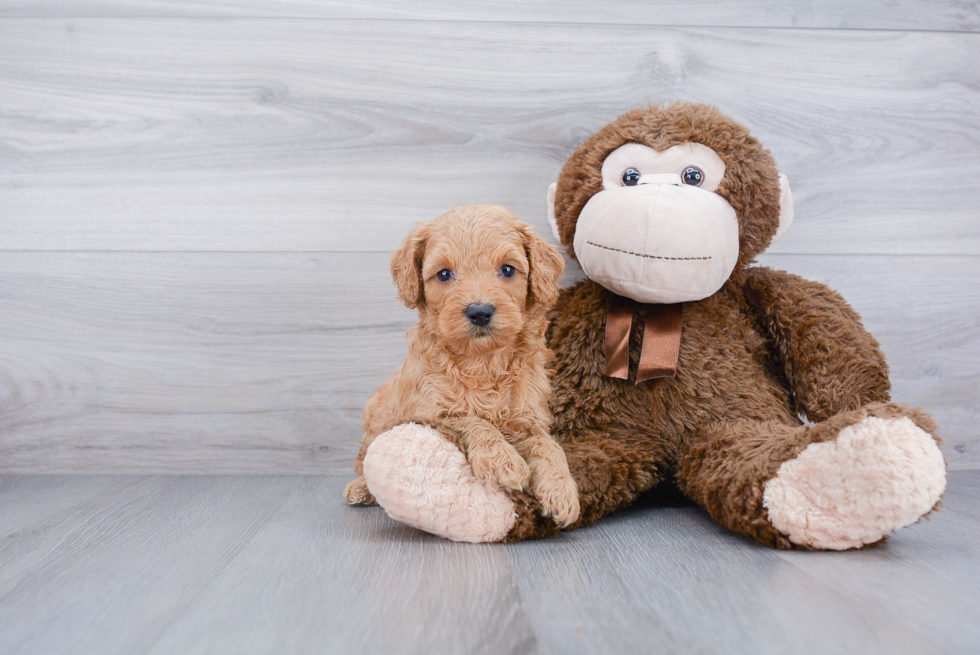 Mini Goldendoodle Pup Being Cute