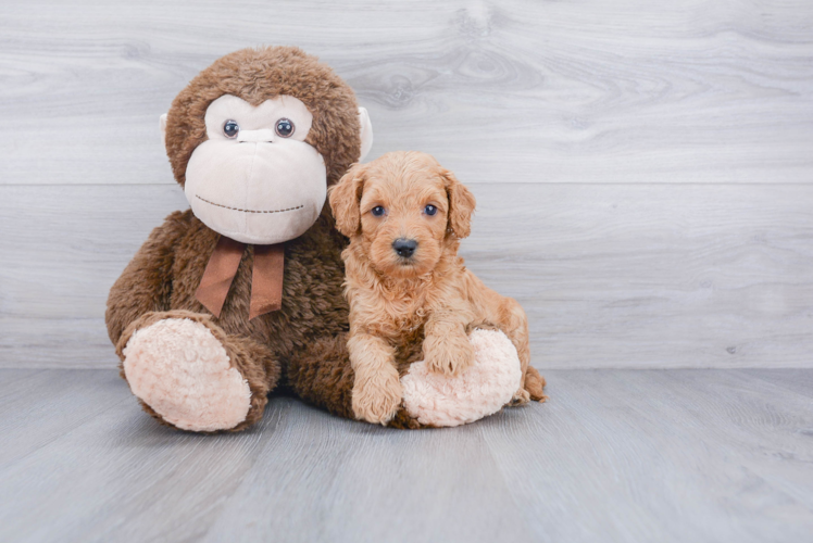 Fluffy Mini Goldendoodle Poodle Mix Pup