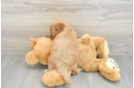 Mini Goldendoodle Puppy for Adoption